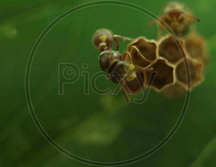 Close up of  HoneyBee