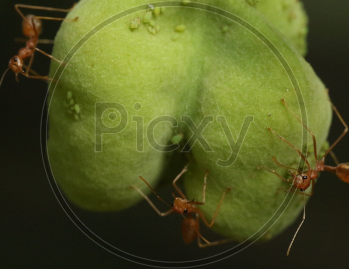 Macro shot of ants on green leaf