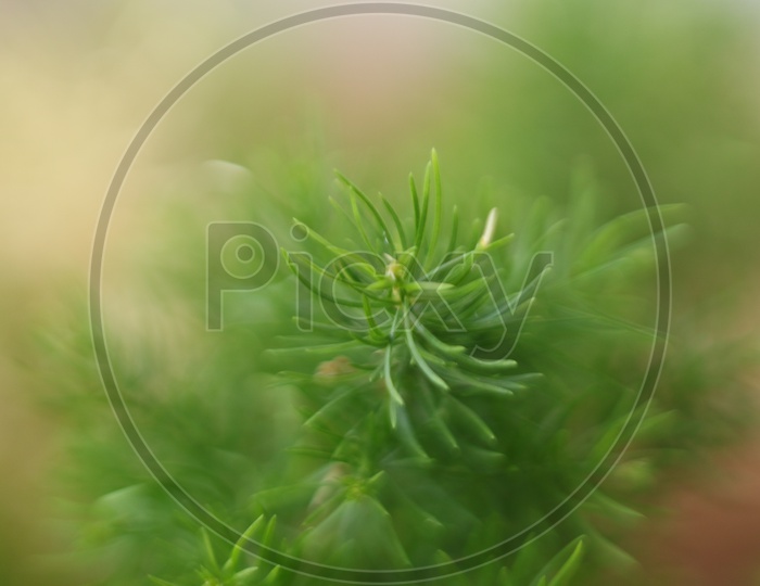 Macro shot of Grass