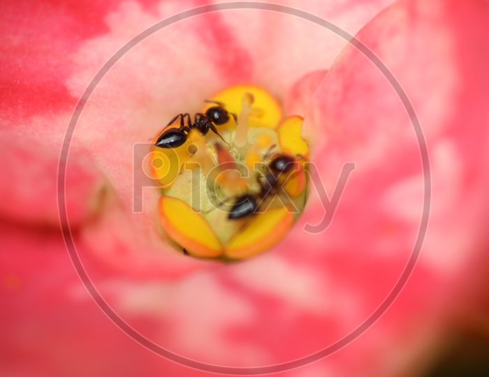 Macro shot of Ants on Red Flower