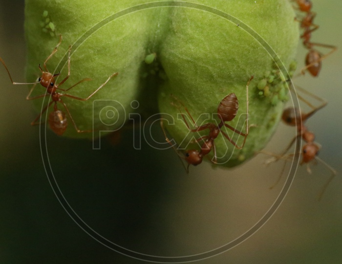Macro shot of ants on green leaf