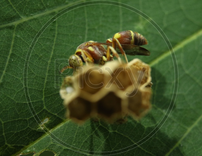 Close up of a HoneyBee