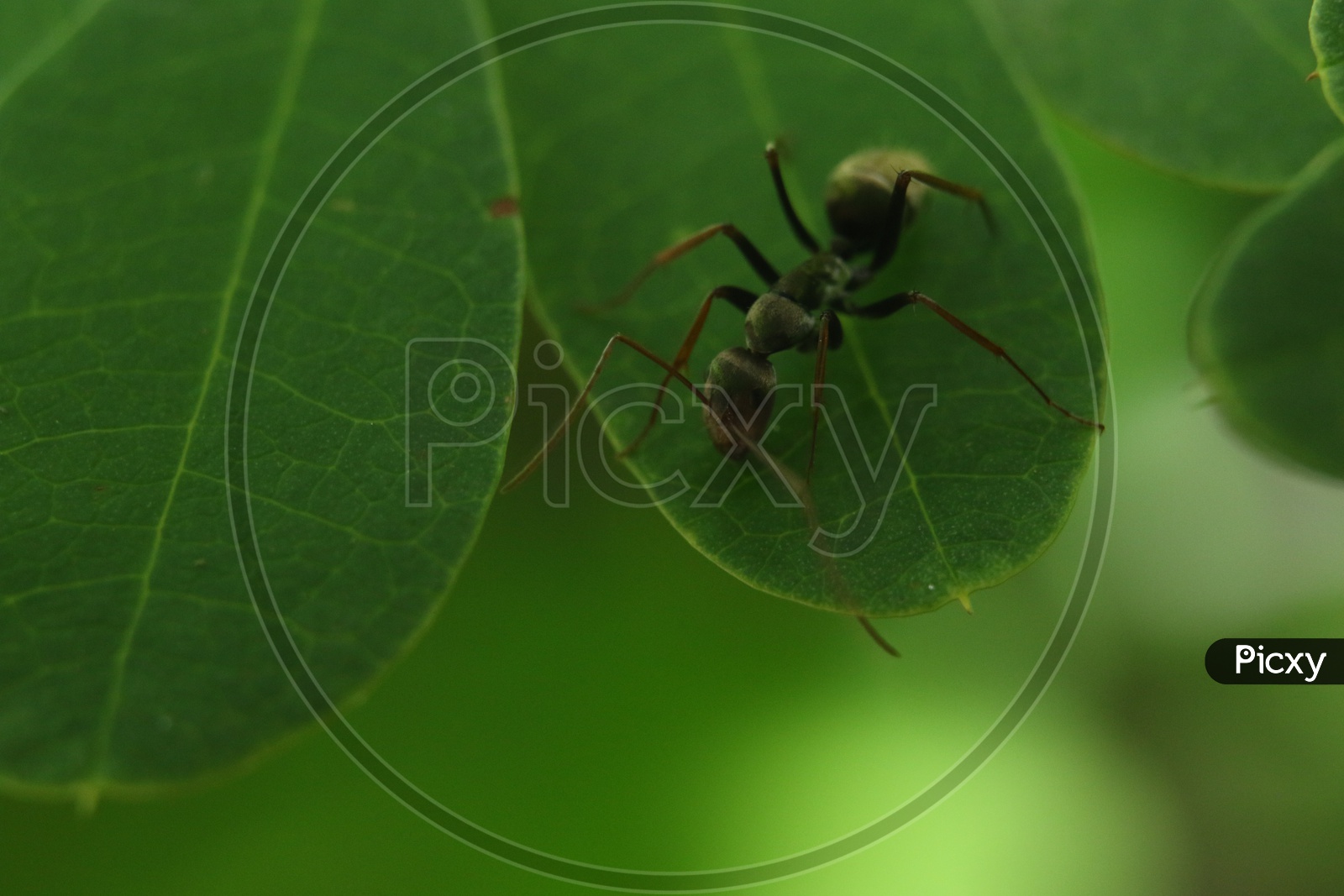 Close up of an Ant on the Leaf