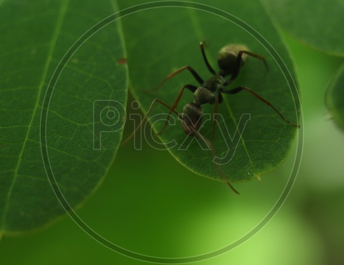Close up of an Ant on the Leaf