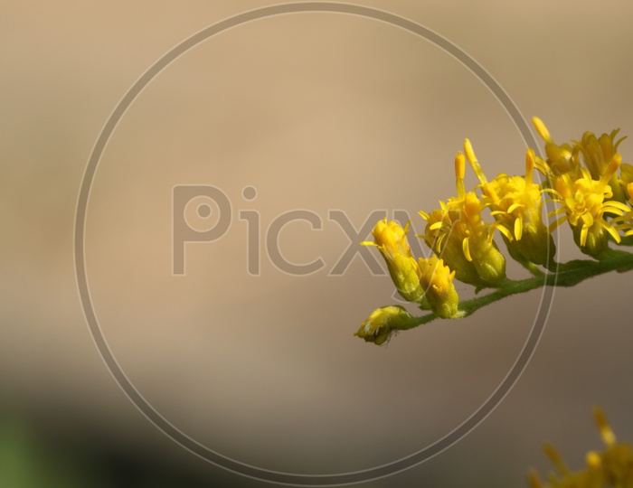Close up shot of Yellow flowers