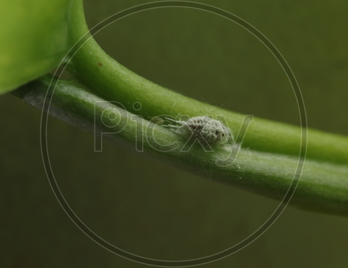 Cocoon on a Plant