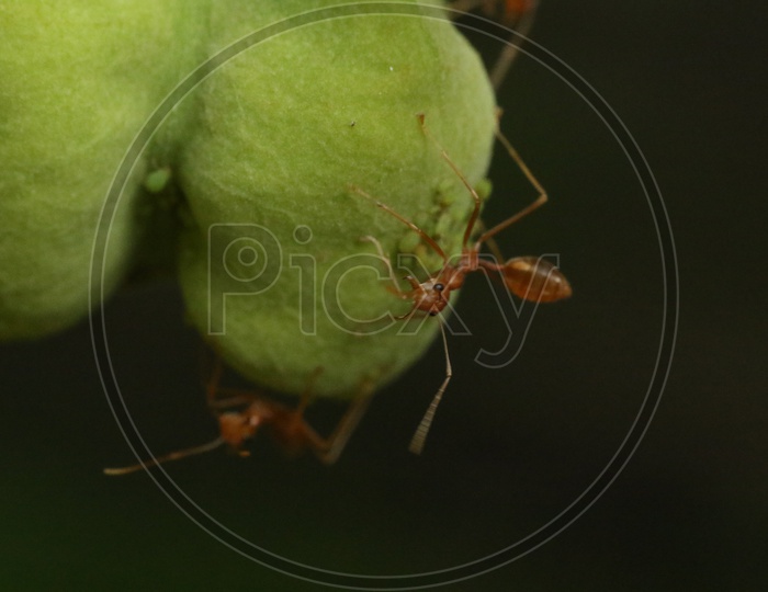 Macro shot of an Ant on green leaf
