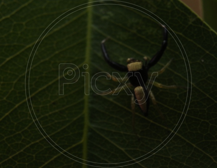 Close up shot of Insect on green leaf