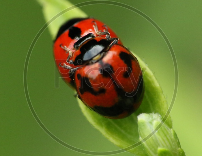 close up shot of Ladybug on green leaf