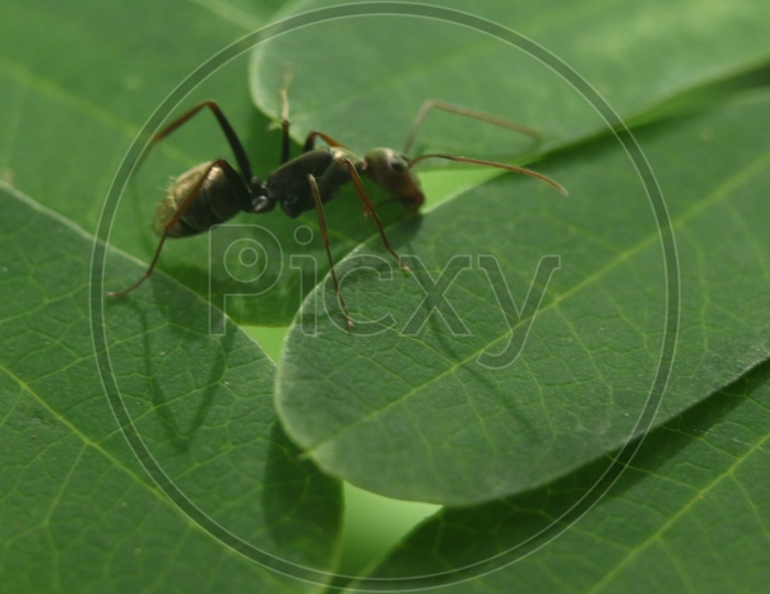 Close up of an Ant