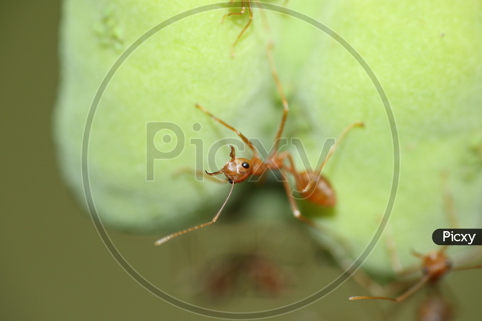 Macro shot of ant on green leaf