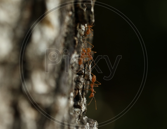 Macro shot of ants on tree