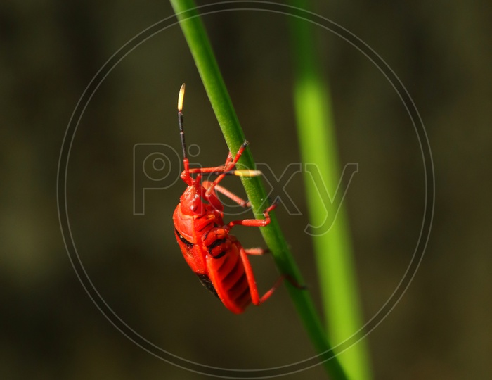 A red insect on a green stem