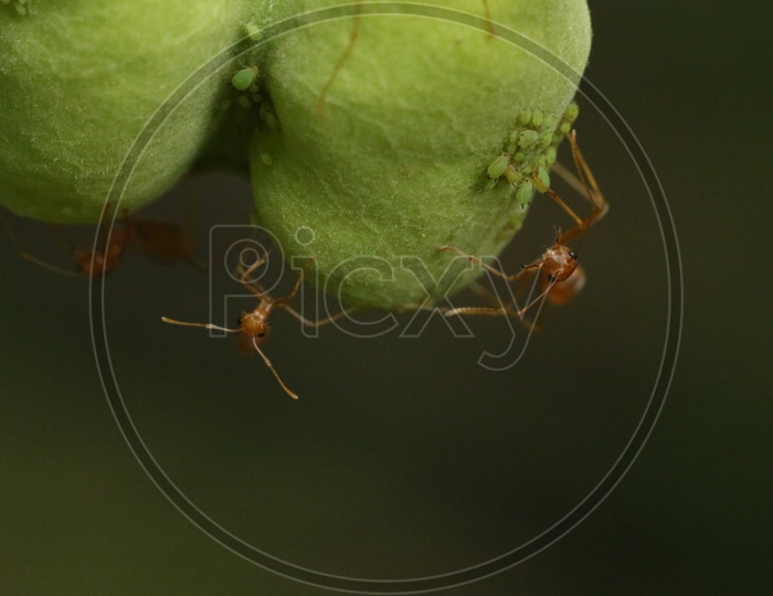 Macro shot of an Ant on green leaf