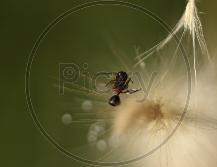 Close up shot of Ant on white flower