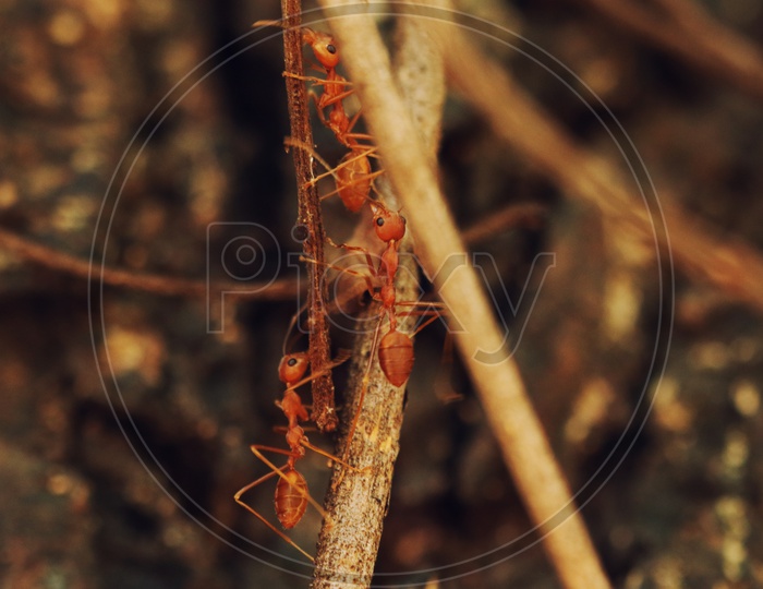 Macro shot of ants on dead stem