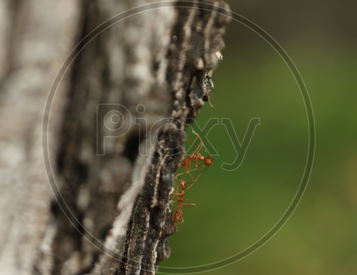 Macro shot of ants of Tree