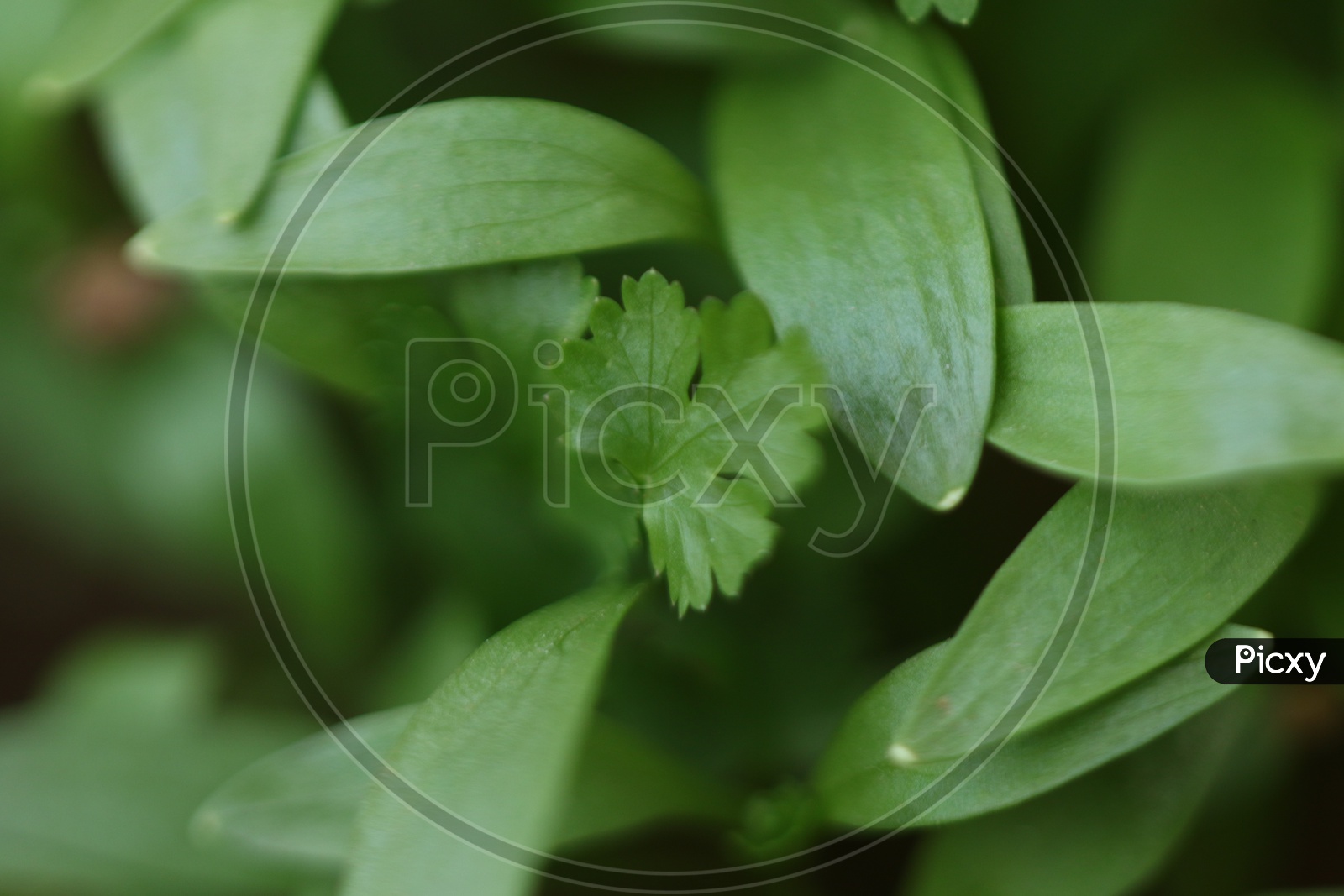 Close up shot of green leaf