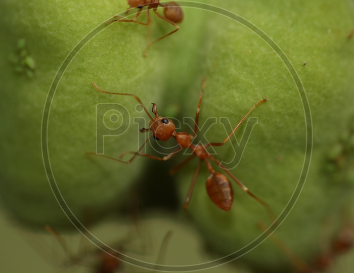 Macro shot of Ant on green leaf