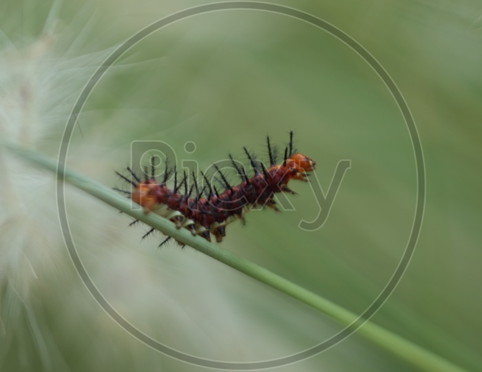 A caterpillar with thorns  with a soft background