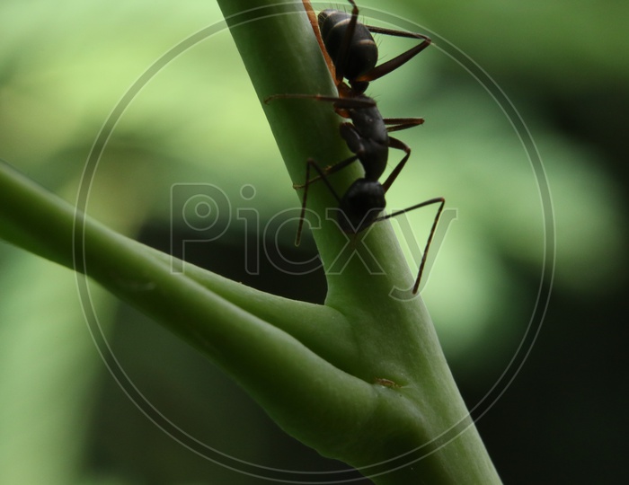 Macro shot of Ant on Stem