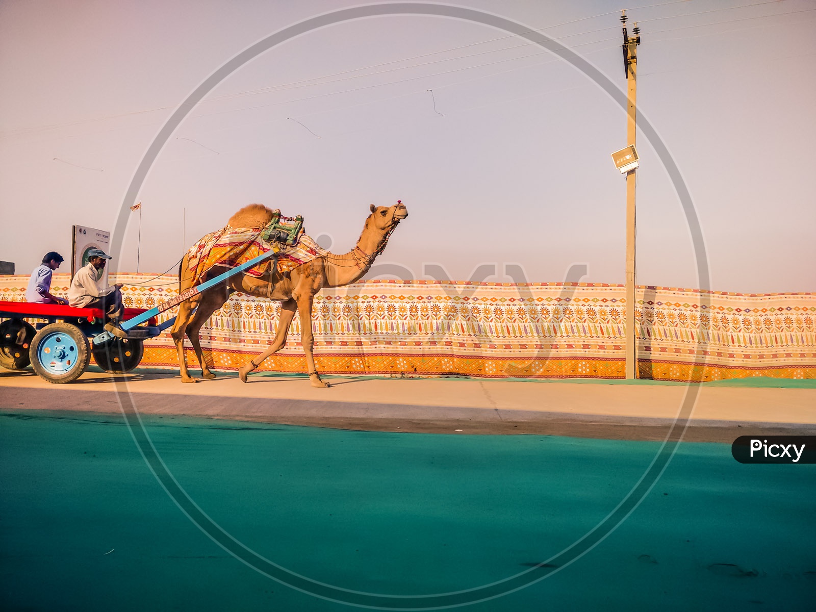 Camel in Tent city at Rann of Kutch