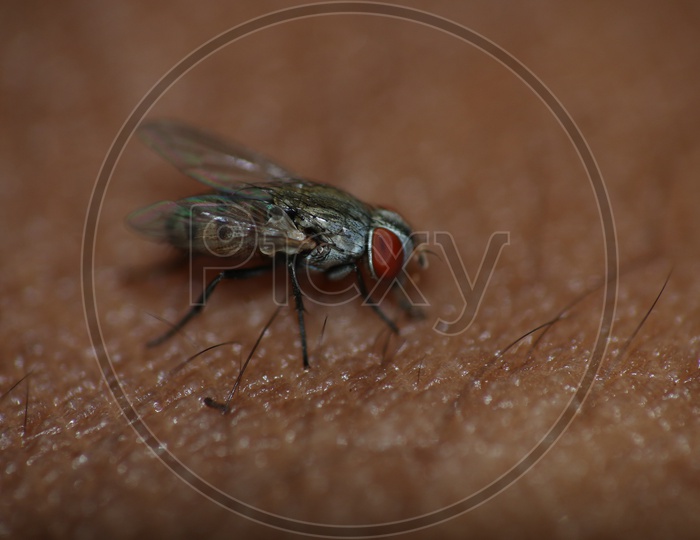 Macro shot of Housefly
