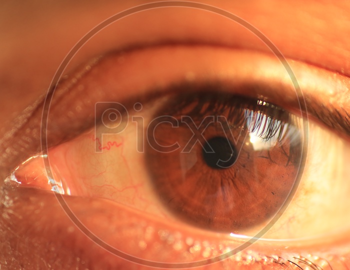 Close up shot of a Human Eye