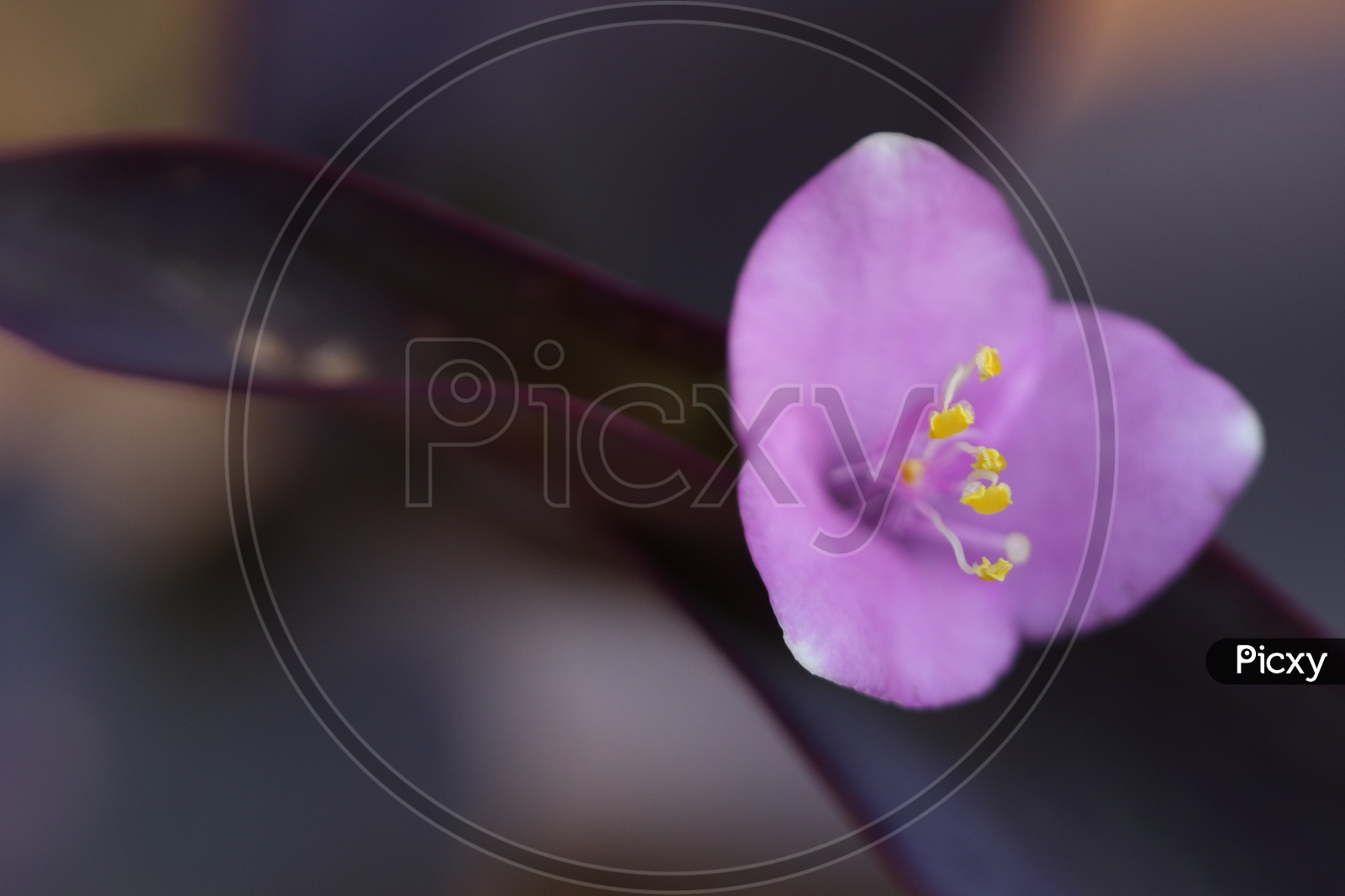 Close up shot of Purple flowers