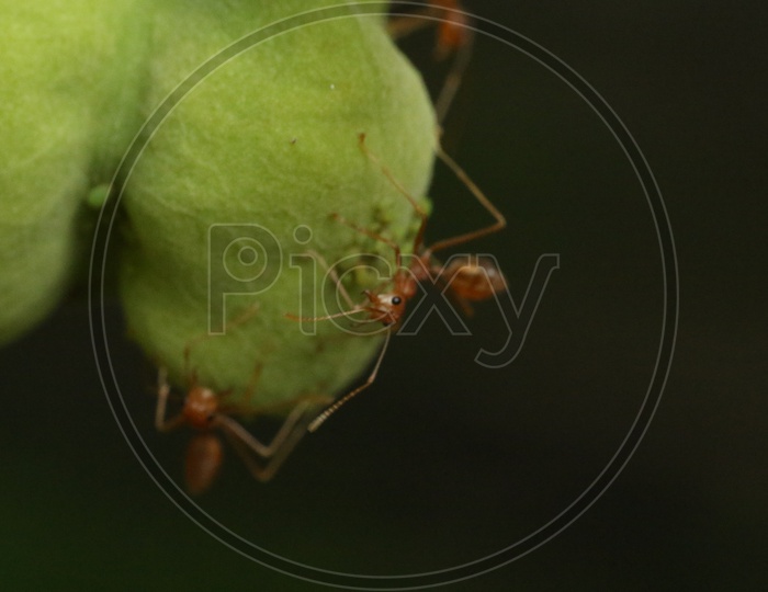 Macro shot of an Ant on a green leaf