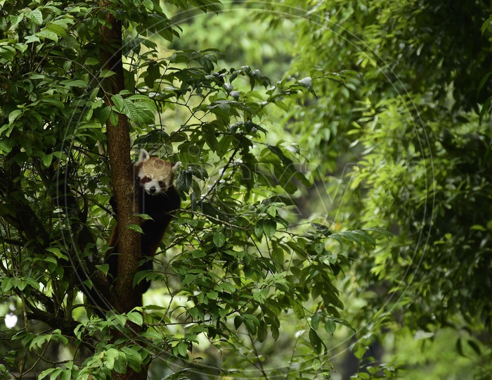 Panda on Trees Closeup Shot