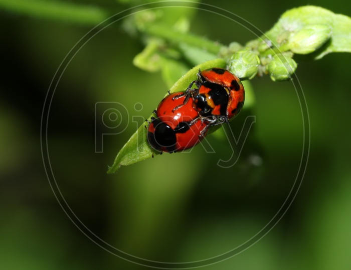 Close-up of ladybug on a leaf
