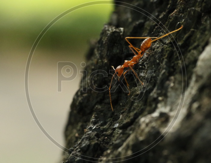 Macro shot of an Ant on a tree