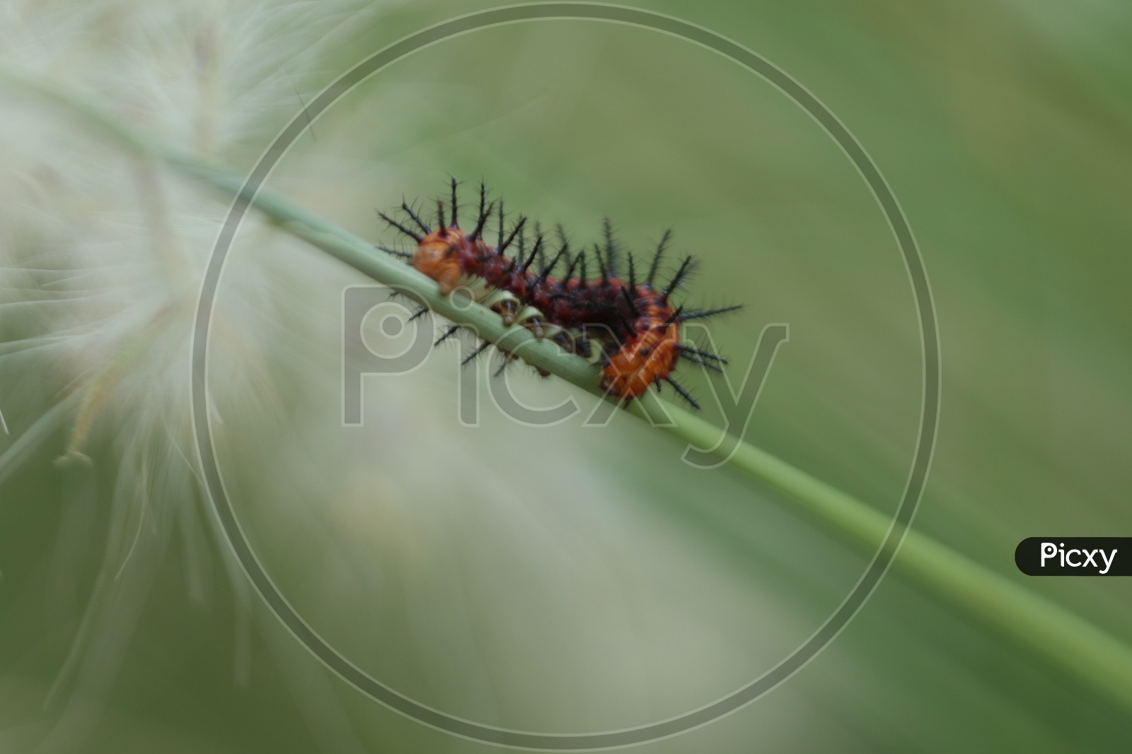 A caterpillar with thorns on green stem