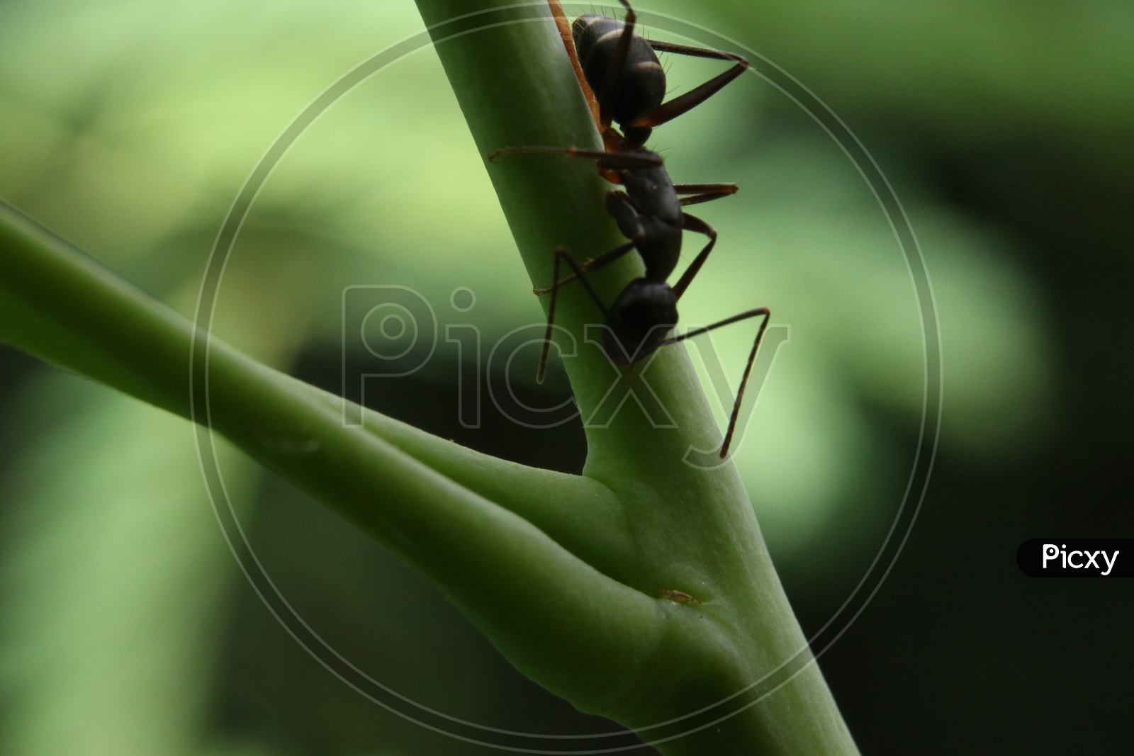 image-of-macro-shot-of-ant-on-stem-jp634048-picxy