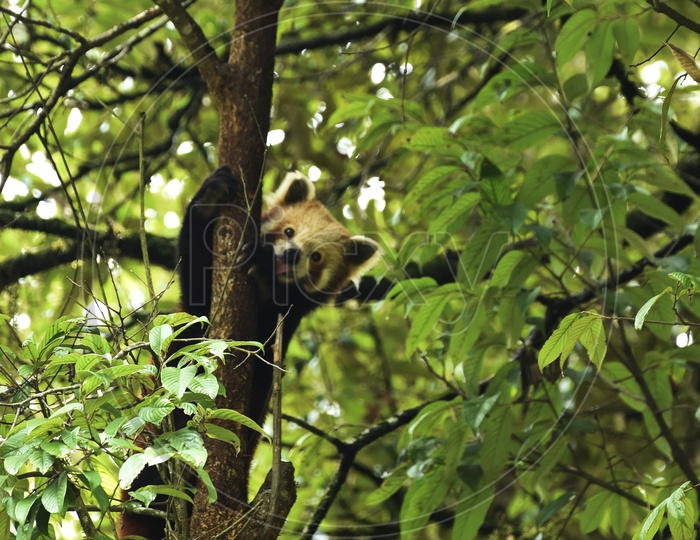 Panda on Trees Closeup Shot