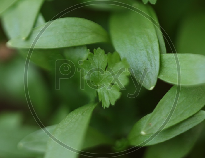 Close up shot of green leaf