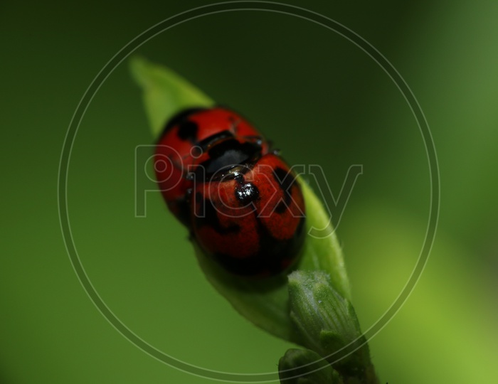 Ladybug on the green leaf, macro shot