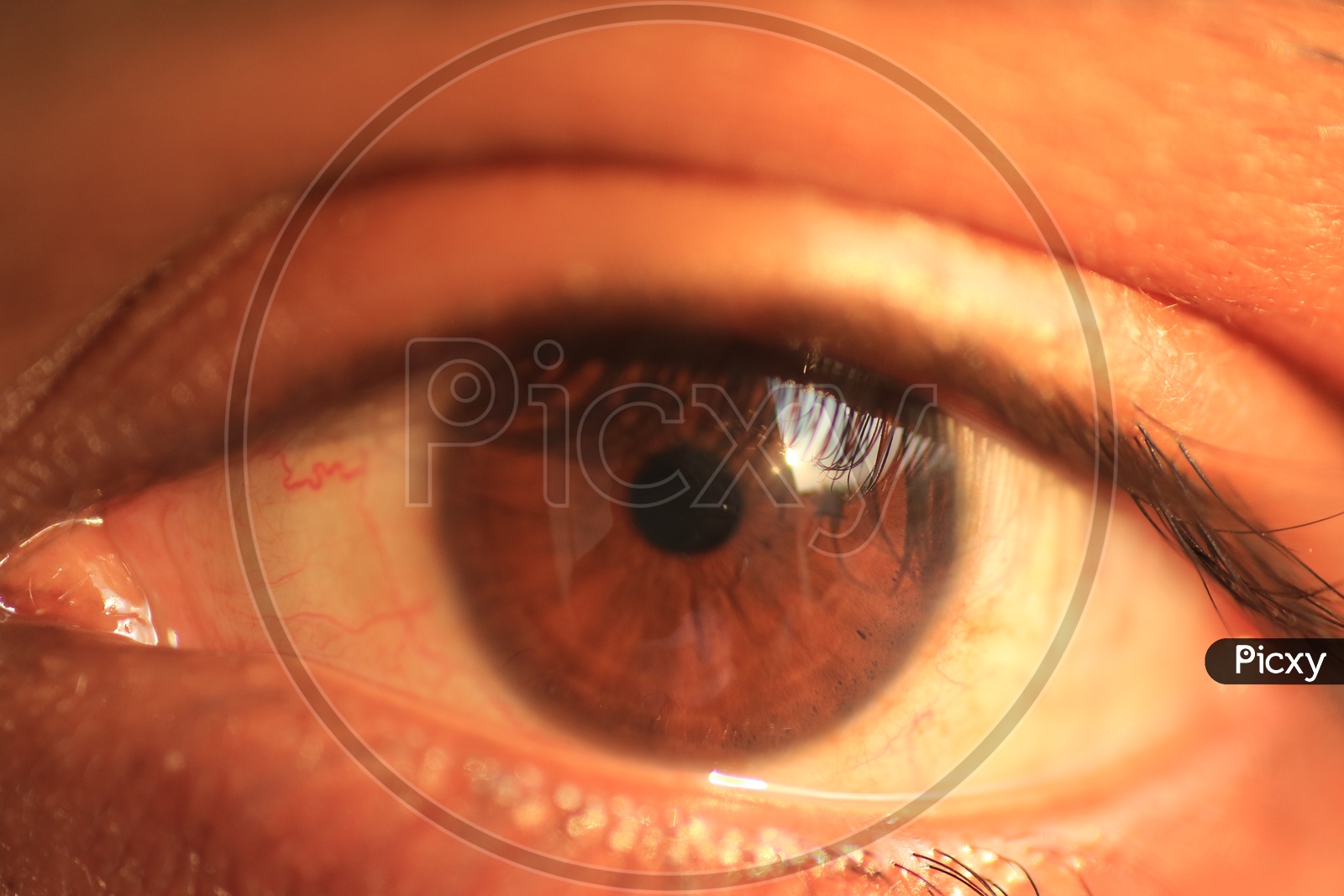 close up shot of Human eye