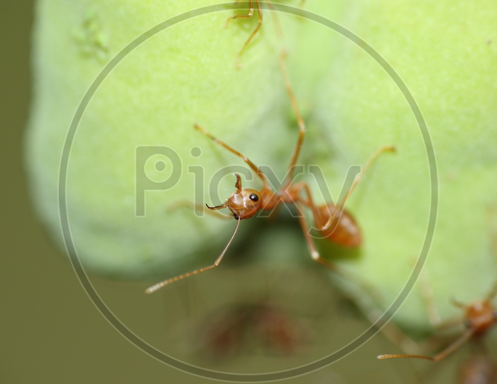 Macro shot of ant on green leaf