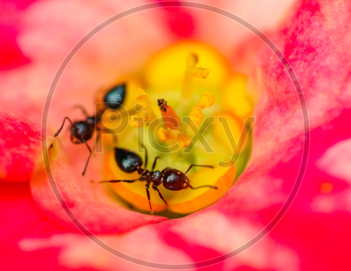 Macro shot of ants on red flower