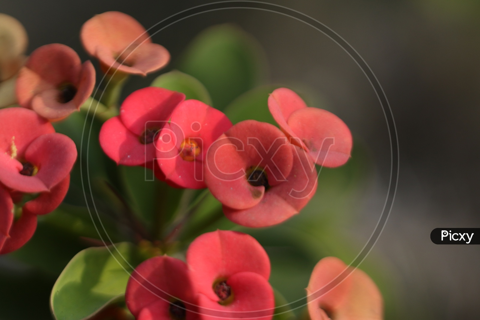 Close up shot of Red flowers