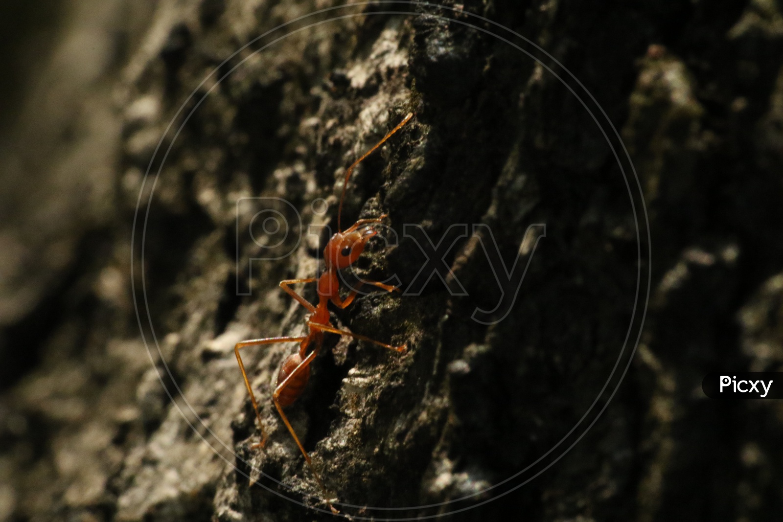 Macro shot of an Ant on a tree