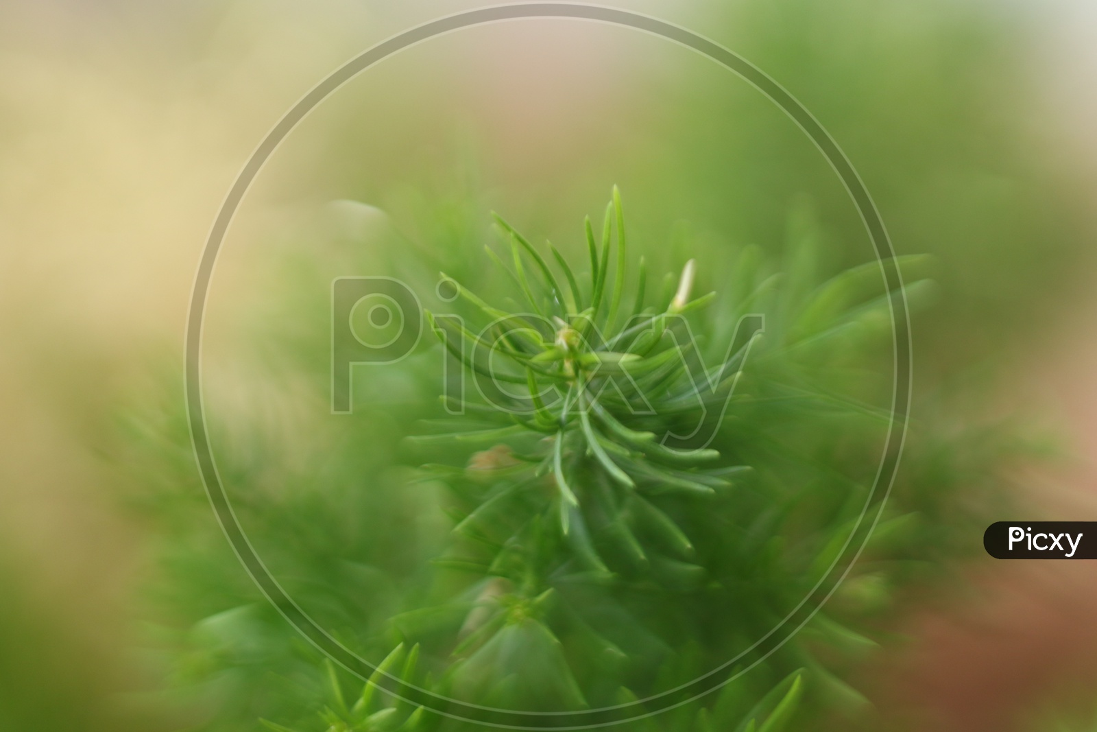 Macro shot of Grass