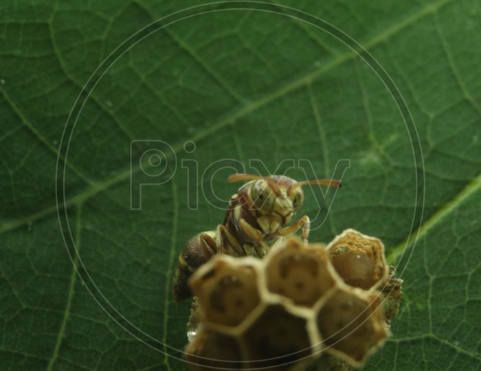 Close up of HoneyBee