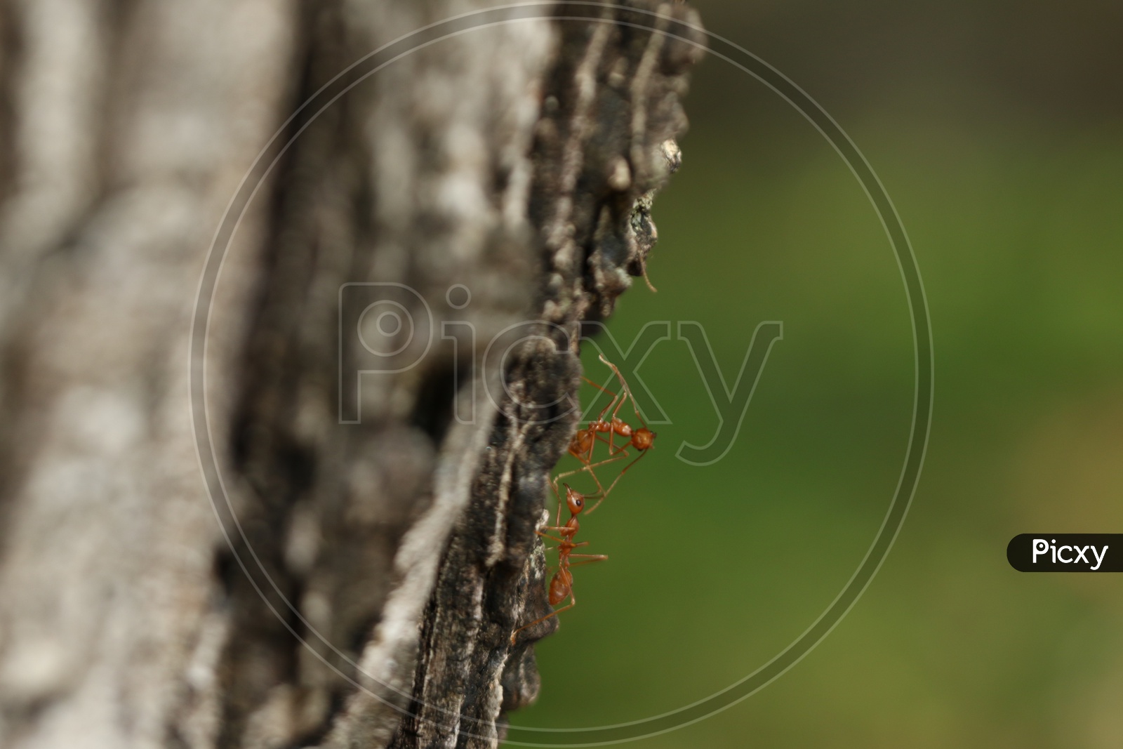 Macro shot of ants of Tree