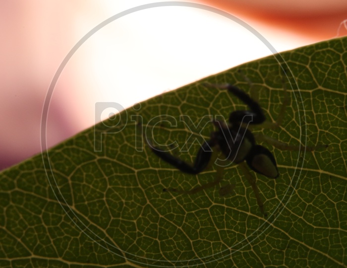Close up shot of Insect on green leaf