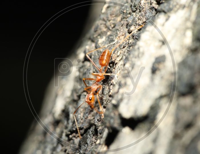 Macro shot of an ant on tree