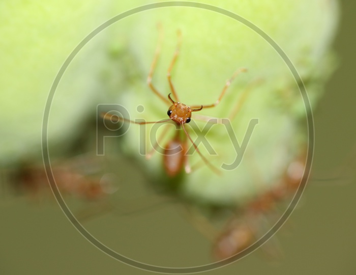Macro shot of Ant on green leaf