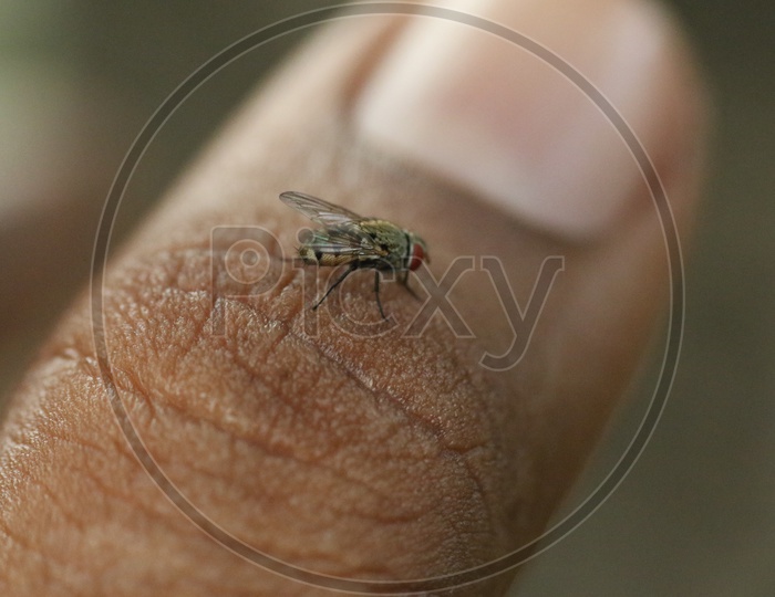 Close up of a Housefly